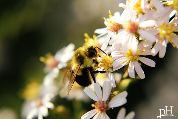 spring pollen